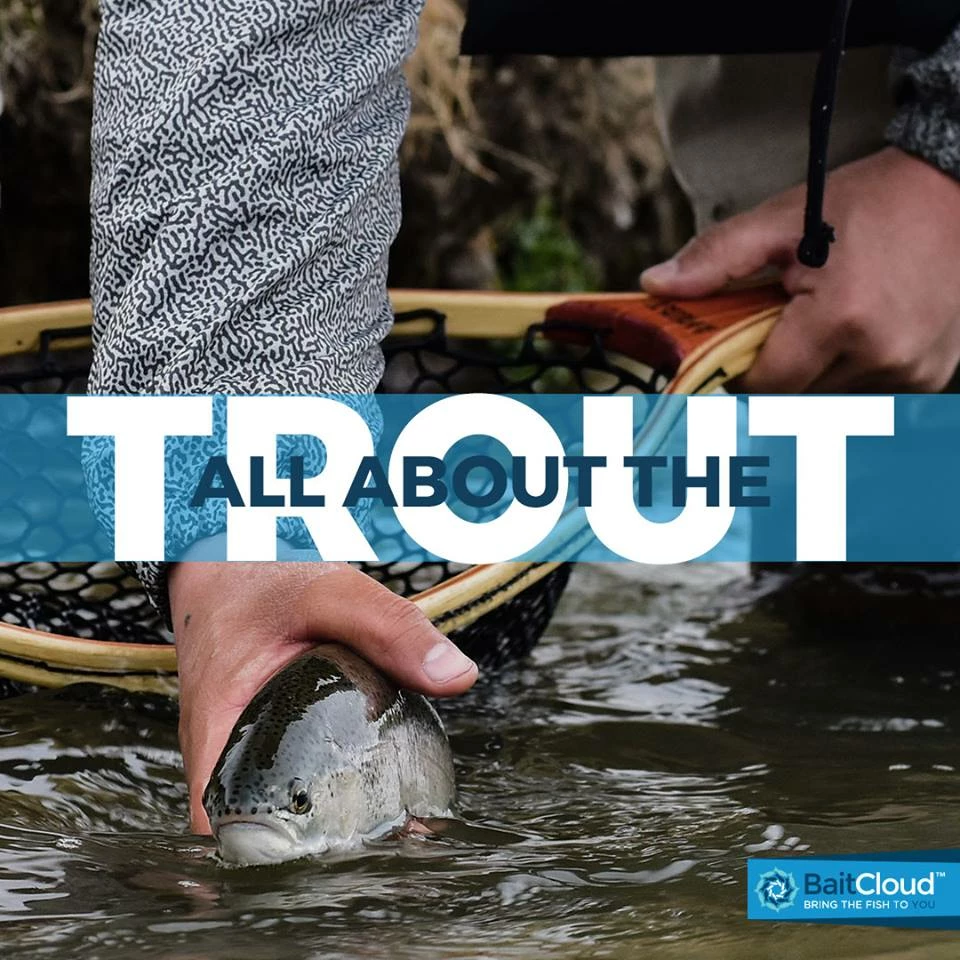 BaitCloud InLine Trout Attractant - 3 Pack