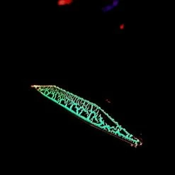 Catch Double Trouble Black Ninja Jig (60g-300g