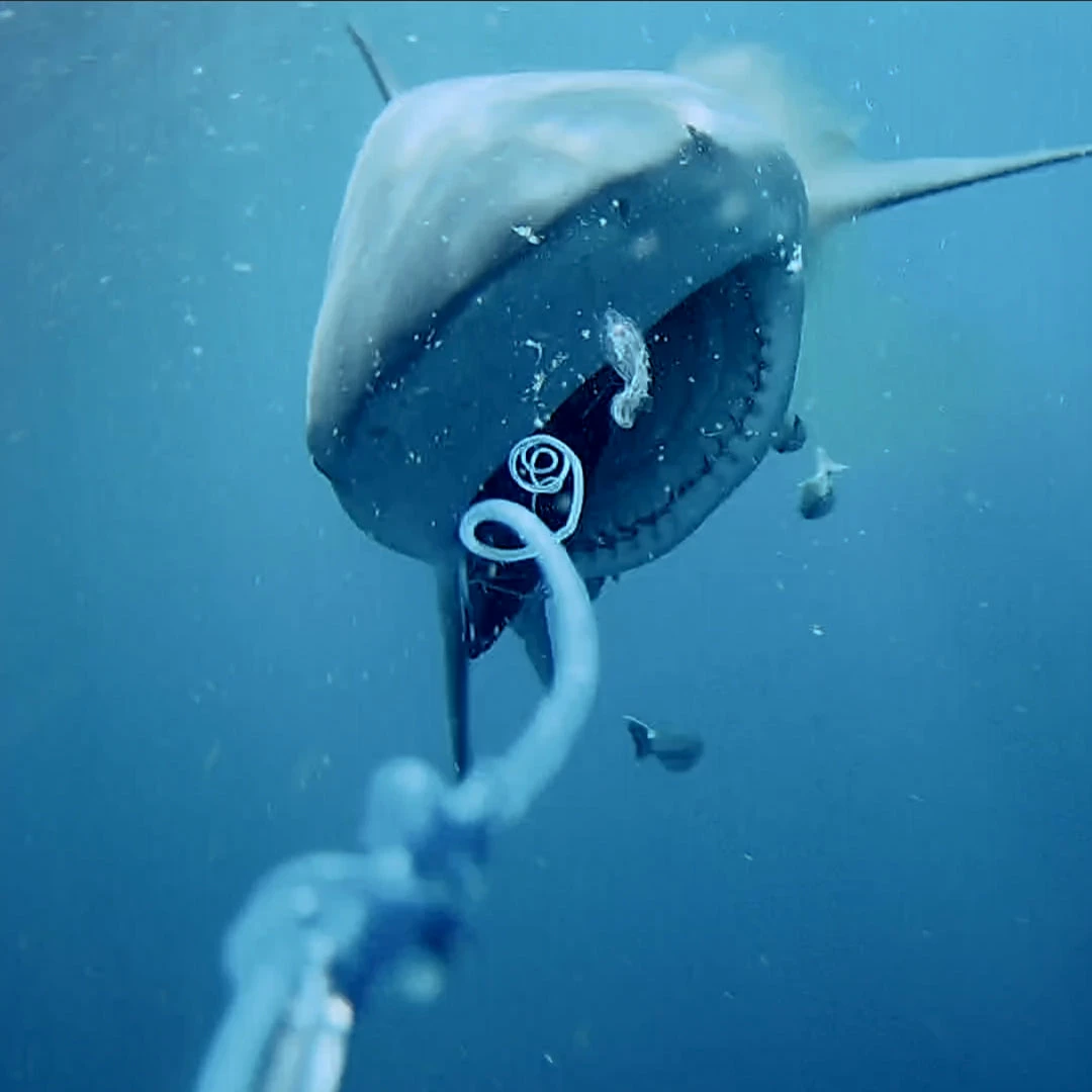 GoFish Cam Inc Tools & Accessories GoFish Cam Fishing Camera | Full HD Go Fish Cam Fishing Camera