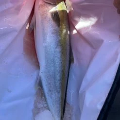 Tools & Accessories Precision Pak Kingfish Cooler Bag